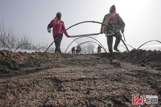 河北唐山：春日蔬菜暖棚搭建忙