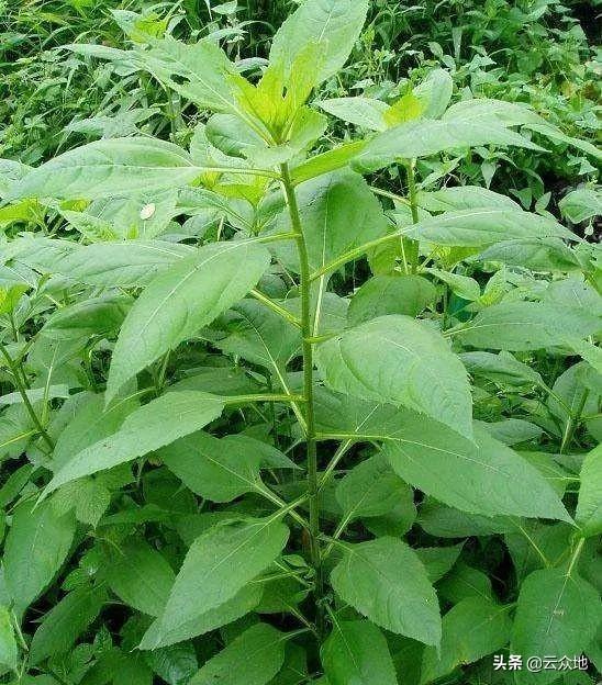 洋姜似姜非姜，是多用途的“宝藏”植物，掌握栽培技术要点获高产