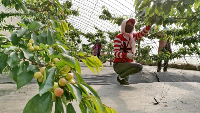 很全面的大棚樱桃种植方案，建议收藏