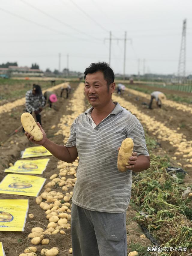 学会这些播种技巧，能让马铃薯出苗更快、出苗更齐、出苗更壮？