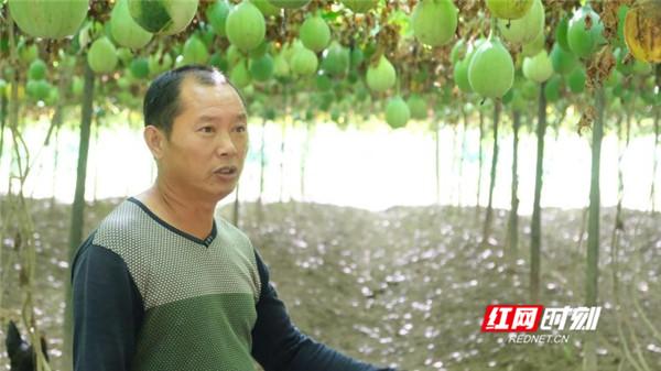 “湘江北去”见习营⑩丨康庭源合作社：一场“点瓜成金”的田野实验