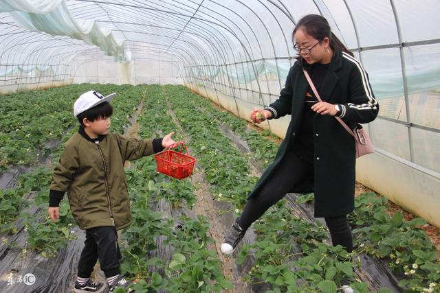 草莓已成农民致富果，可是要想稳赚不赔，种植方法门道多