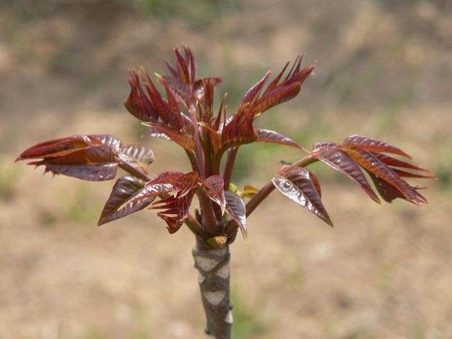 香椿树的种植方法都在这里，喜欢吃的种两棵