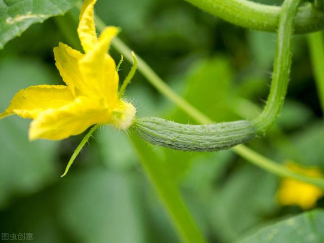 9月种什么菜最合适？南北方气候差异大，高产高效栽培要因地制宜