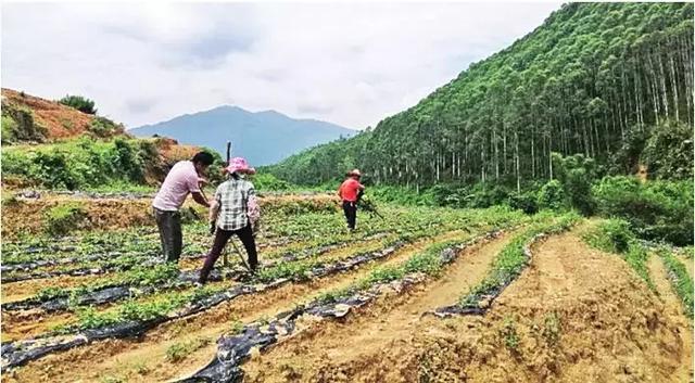 云安高二村：生态美，产业兴，农民乐