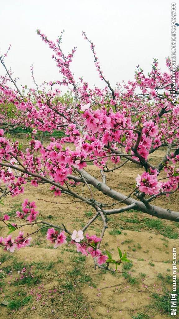 春风绽百花，各种花开放的顺序，你知道吗？