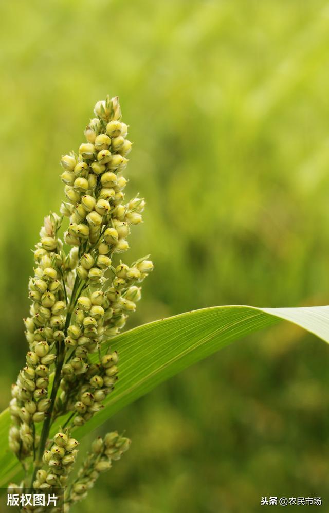 有机旱作黍子种植技术，学会这几步，轻松大丰收