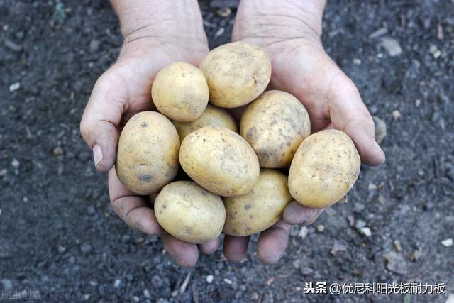 大棚种植马铃薯什么时间合适？种植要点看这里