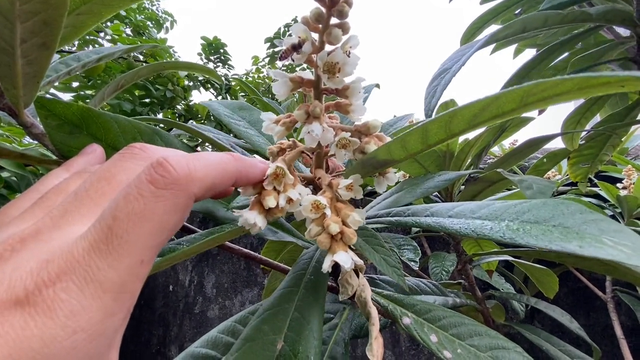 大五星枇杷疏花疏果，有懂得的朋友评论区指导一下#枇杷