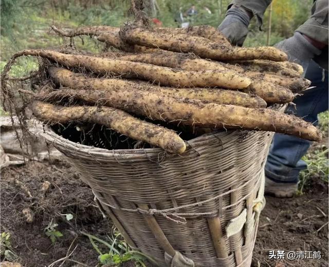 山药持续走俏，怎么种植山药既丰产又增效？要练好“4个基本功”