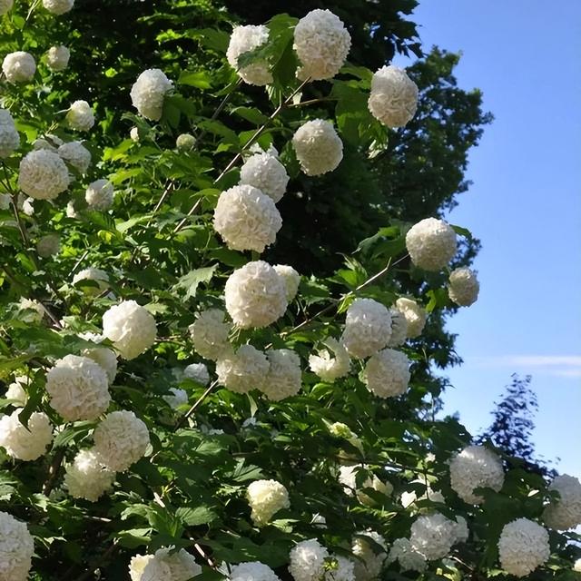 木绣球能长3米高，花比脸还大，漂亮又好养活，还不挑温度