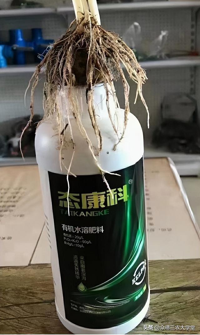 北方地区大豆种植技术指导