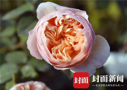 成都“花痴”夫妻建“无土”空中花园 一年四季玫瑰盛开