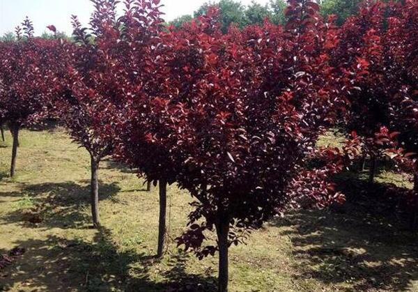 种植红叶李哪个季节好？红叶李种植时间及管理技术