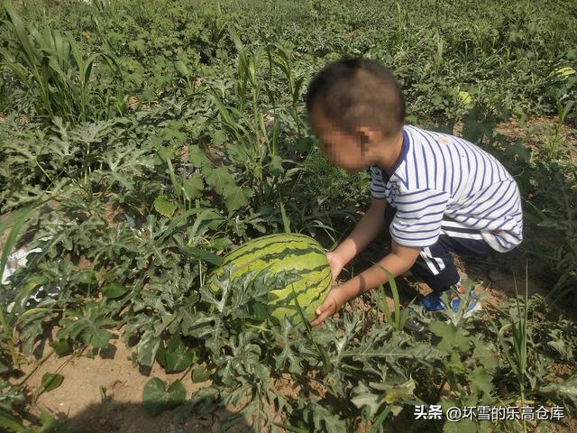 可以种萝卜的乐高农场套装好不好玩，一起来体验吧