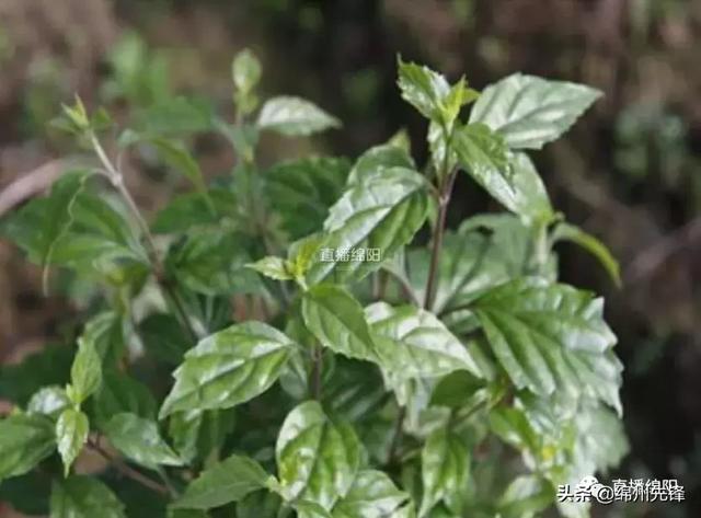 臭黄荆竟是香饽饽 这片“神奇叶子”竟亮相央视