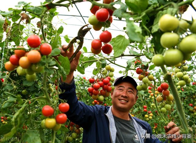 如何种好秋冬茬西红柿？这篇文章告诉你种植技巧