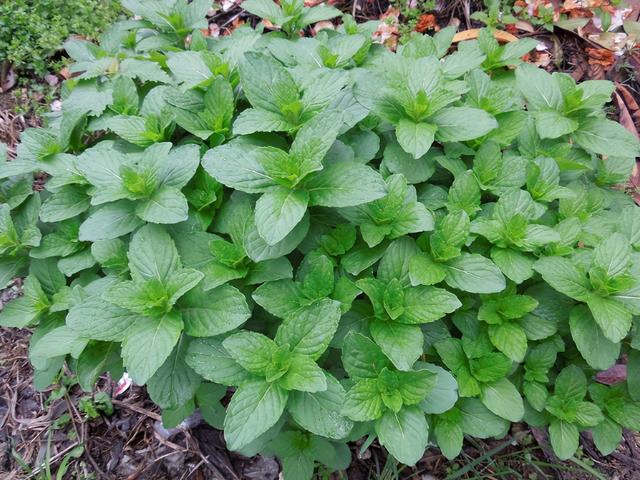 家里种6种蔬菜，收获真多，简单好养实用，阳台变成小菜园