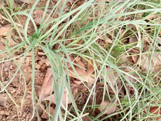 菜农土法培植野蒜，方法简单你也可学会，长出的野蒜可吃一冬春