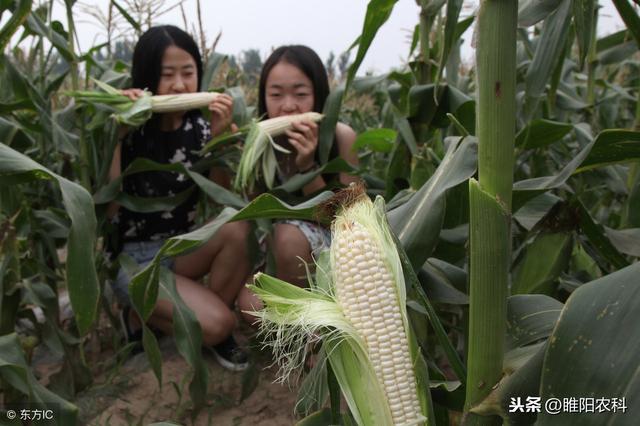 推荐几个高产、优质、广适甜玉米品种，今年种它肯定行