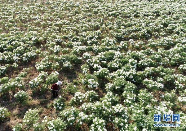 河北沙河：油牡丹种植富农家