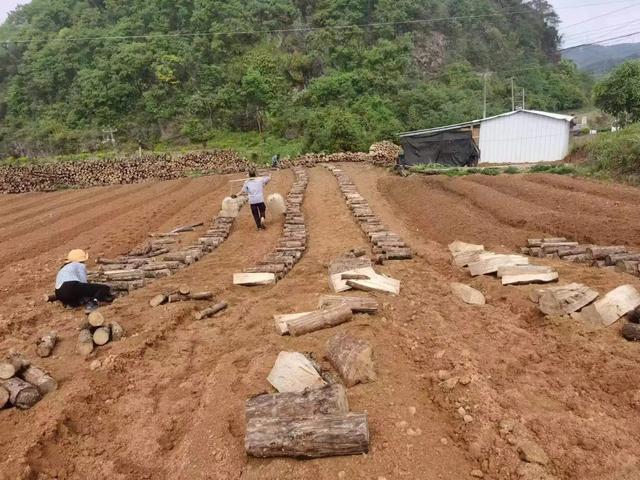 【技术】林下松茯苓种植技术措施及种植方法