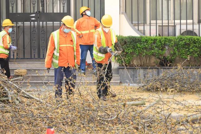 上海的悬铃木们正在“理发”：去除果球枝，减少果毛污染