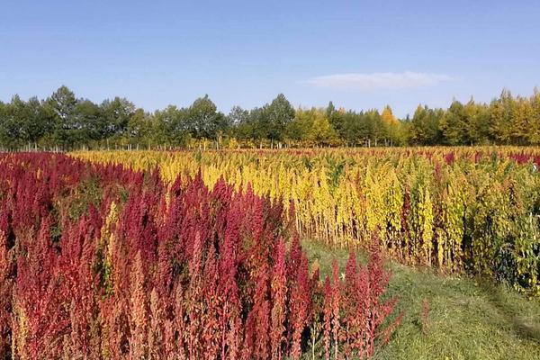 生态三农：藜麦种植时间，一般在春末时节种植 附藜麦种植技术