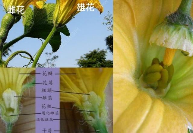 如何在露地栽培白瓜呢？这种方法种植简单、独特