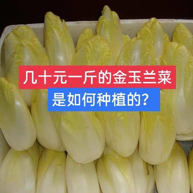 60元一斤的金玉兰菜如何种植，阳台种植用什么方法？一文说清