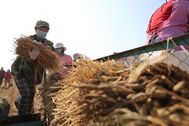 黄芪全套种植方案，很实用，建议收藏