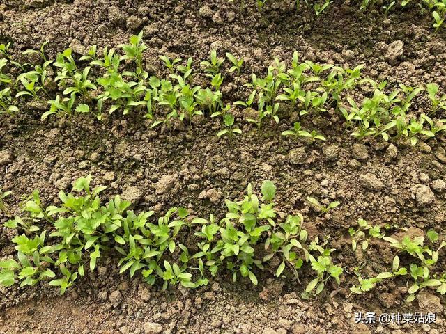 马上春季该种菜了，菠菜、香菜、小葱什么时候种，怎么种？