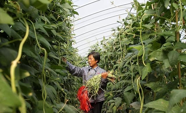 秋豆角种植时间马上到，这样种植管理，想不高产都难