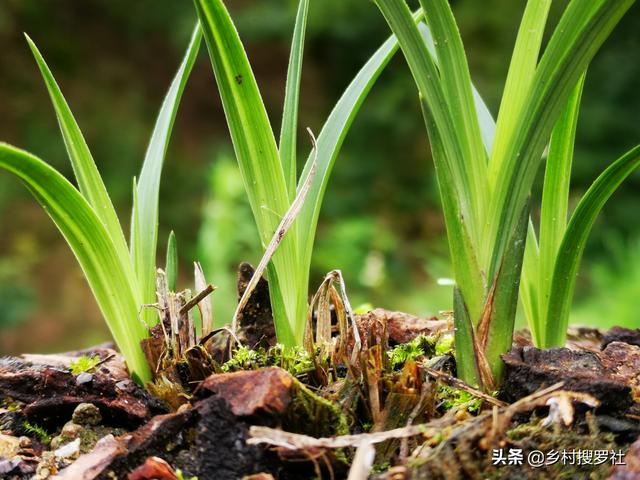 种植兰花合理使用阳光，固然是对的，但两个细节须注意