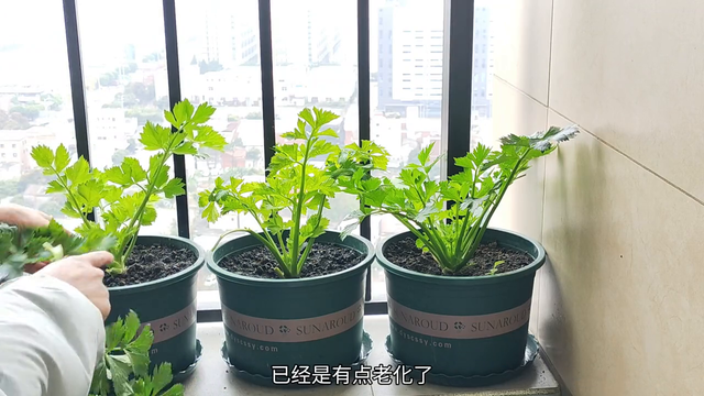 三思后还是把芹菜通通拔掉了。#记录我的种植生活