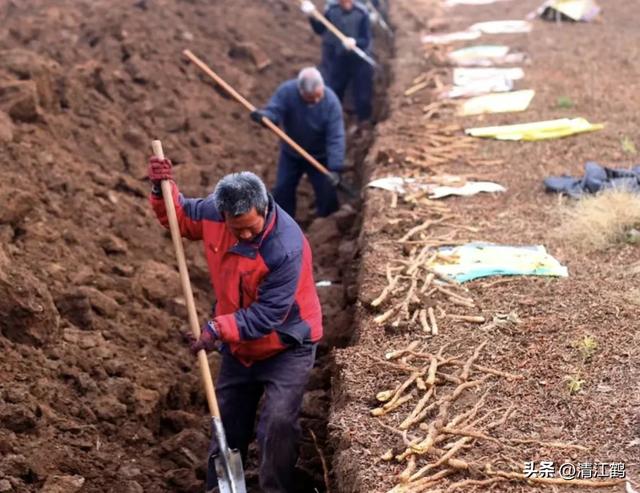 山药持续走俏，怎么种植山药既丰产又增效？要练好“4个基本功”