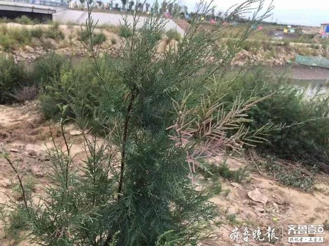 行走海岸线丨这种植物海滩上随处可见，有人专门拿它搞科研