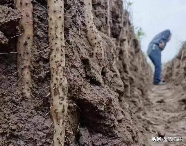 山药持续走俏，怎么种植山药既丰产又增效？要练好“4个基本功”