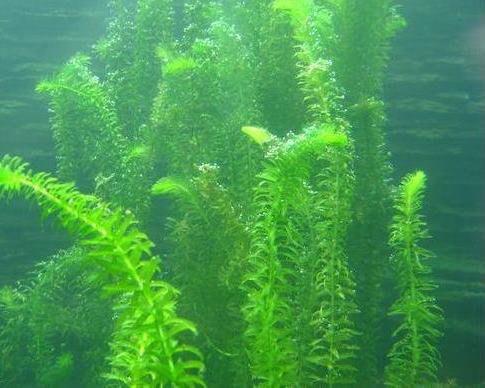 大闸蟹塘口水草植种方法全攻略