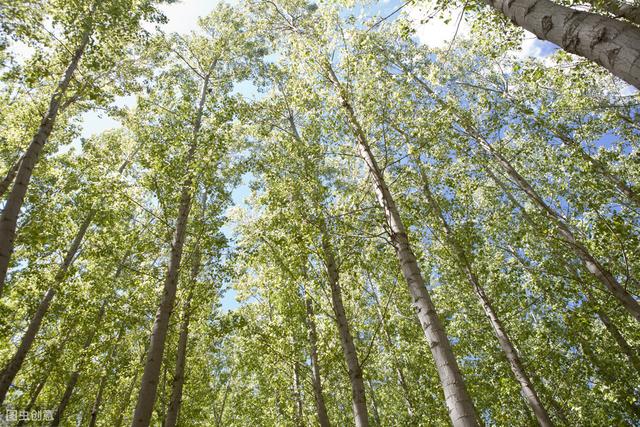 杨树的种植技术，教你种植高产方法，科学管理收益高！