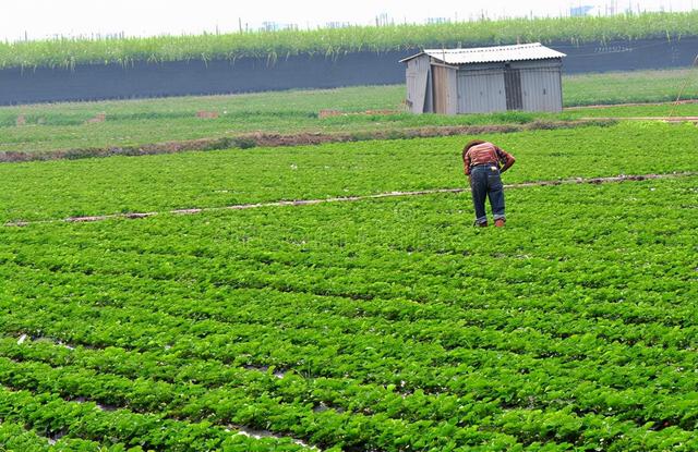 年收入20万的草莓种植户