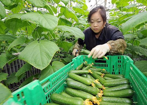 秋露天黄瓜什么时间种植比较好？黄瓜种植的过程中有哪些技巧方法