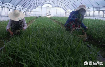 种植一亩地的白芨种苗需要多少费用？一起来算算吧