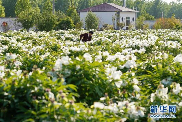 河北沙河：油牡丹种植富农家