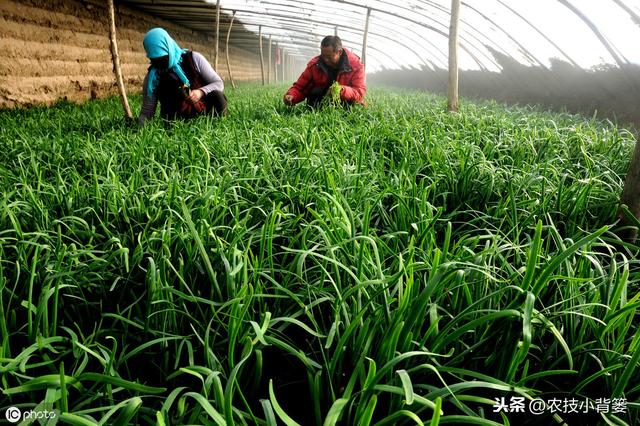 韭菜种植做好这五点，苗株根系发达、叶片肥大，产量品质有保证