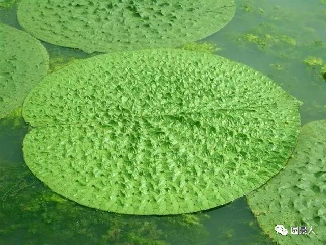 水生植物普及知识干货来袭！