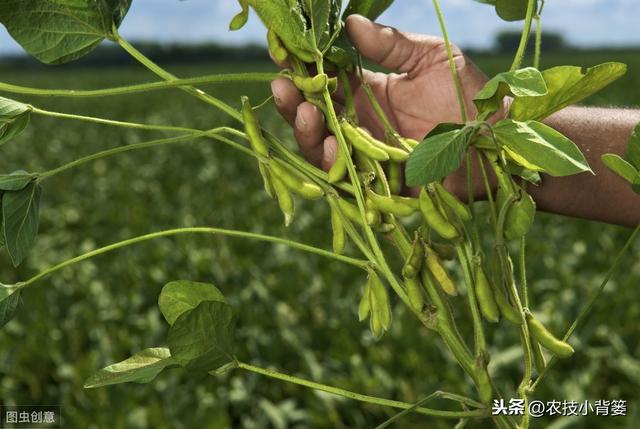 夏大豆如何种植才能提高产量和品质？这9招播种管理技巧要用好