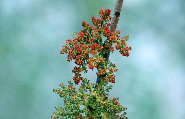 生物柴油树种—黄连木可用植物非试管高效快繁技术快繁