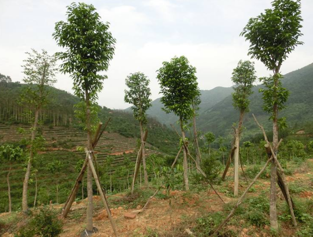 珍贵的沉香木，发现种植新方法，你确定不来看看？