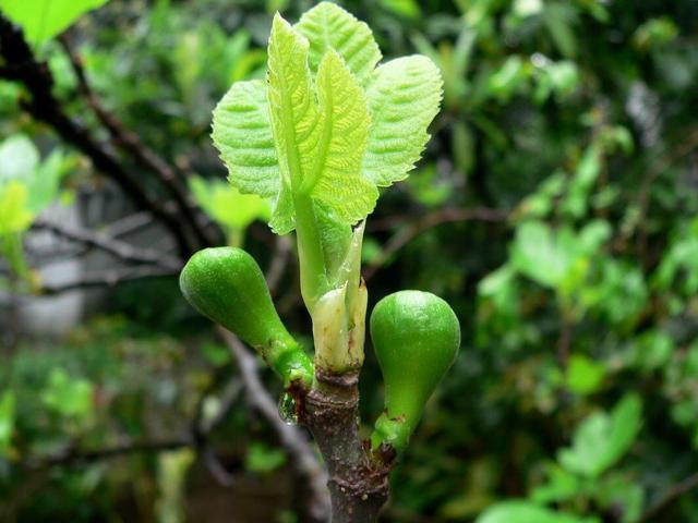 无花果4月就结果了？注意一点，才能收获满树果，个个甜如蜜